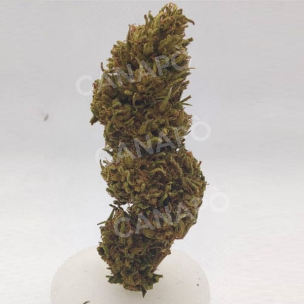 cali-cannabis-light cali canapa legale