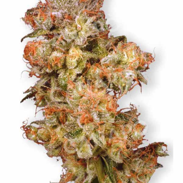 skywalker dutch passion