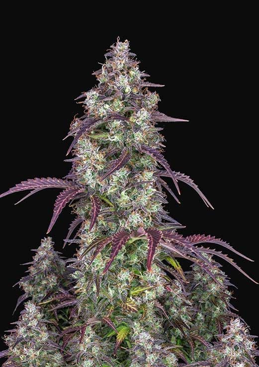 lemon pie fast buds semi autofiorenti