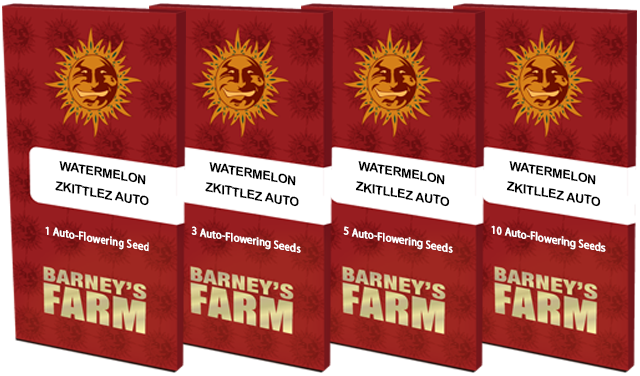 watermelon zkittlez barney's farm autofiorenti