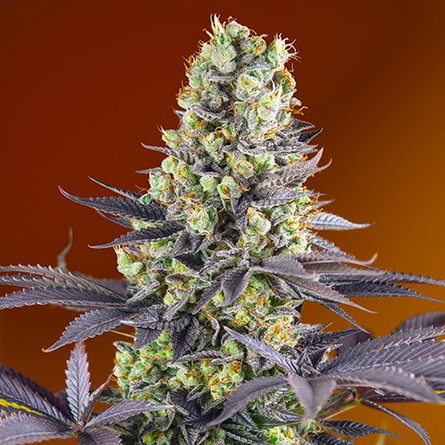 sweet zenzation sweet seeds