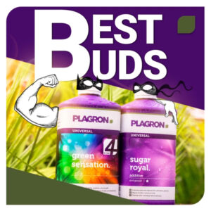 promo plagron offerta best buds 