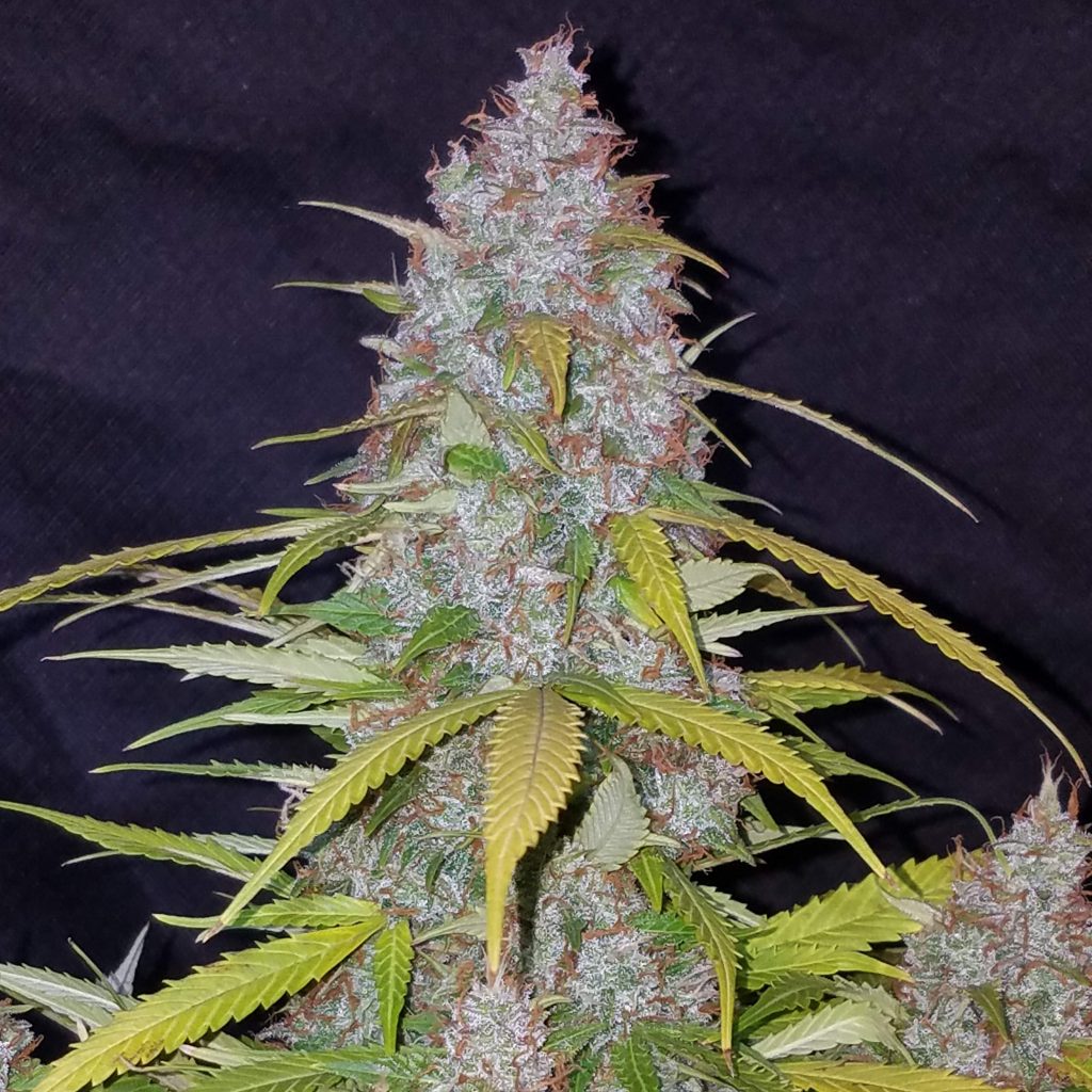 californian snow fast buds