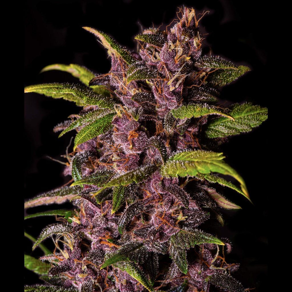 crystal meth fast buds