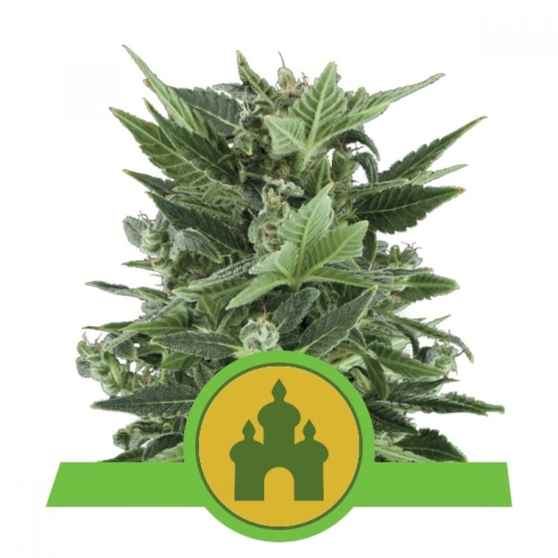 royal kush auto royal queen seeds