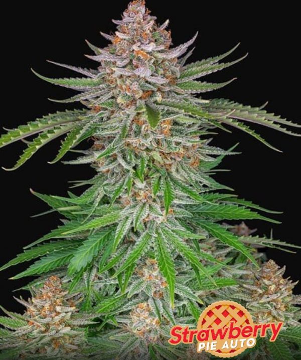 strawberry pie fast buds