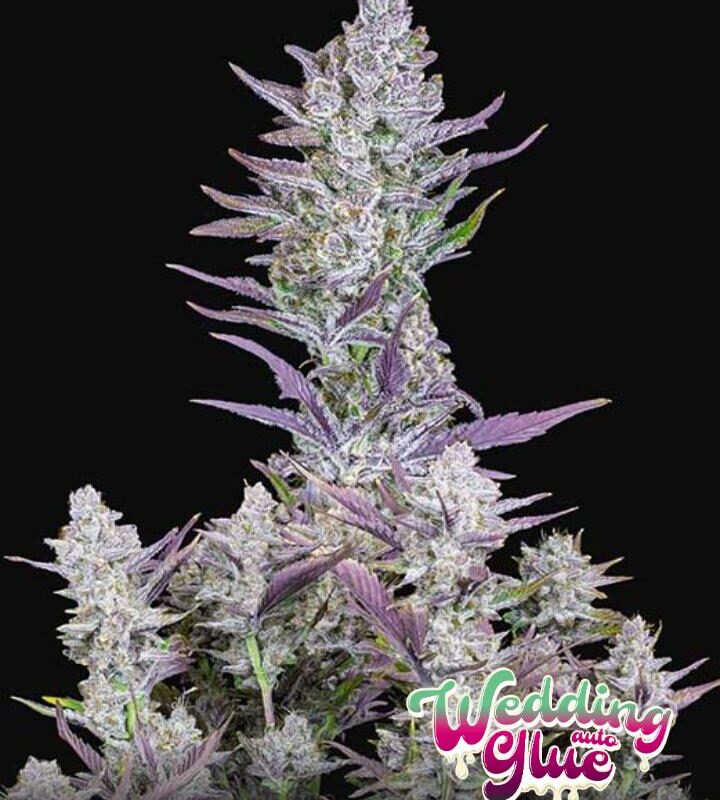wedding glue auto fast buds