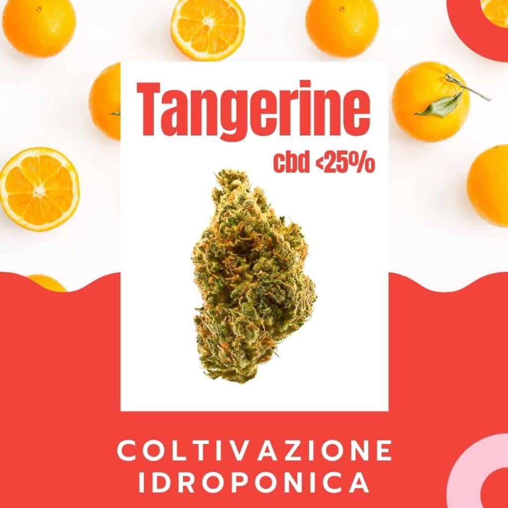 tangerine cbd canapa legale