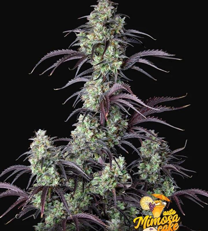 mimosa cake auto fast buds