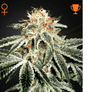 white widow semi femminizzati