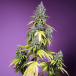 Jet Fuel Mandarine XL Auto Sweet Seeds