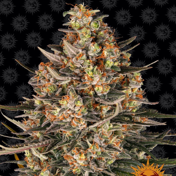 lemon drizzle barneys farm