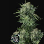 moby dick auto fast buds