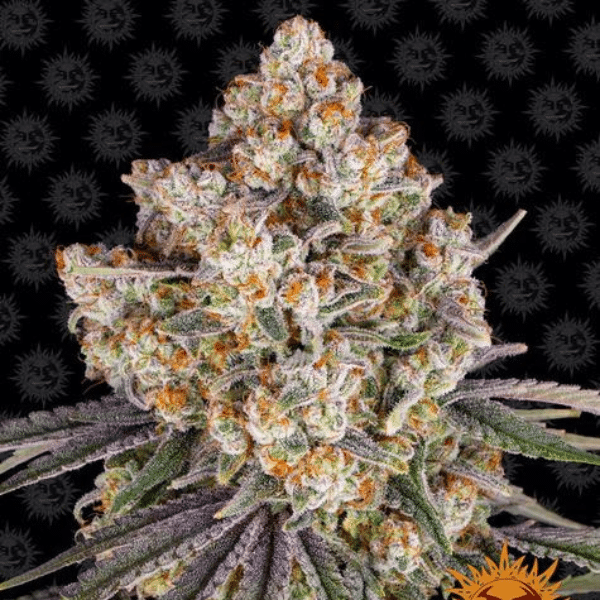 Ice Cream Fem Barney's Farm