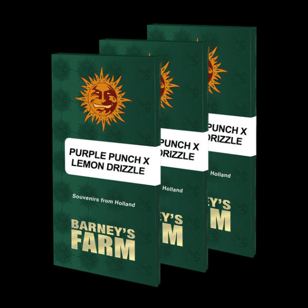 Purple Punch x Lemon Drizzle Fem Barney's Farm