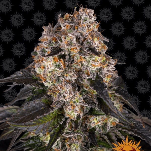 Girl Scout Cookies Barney's Farm