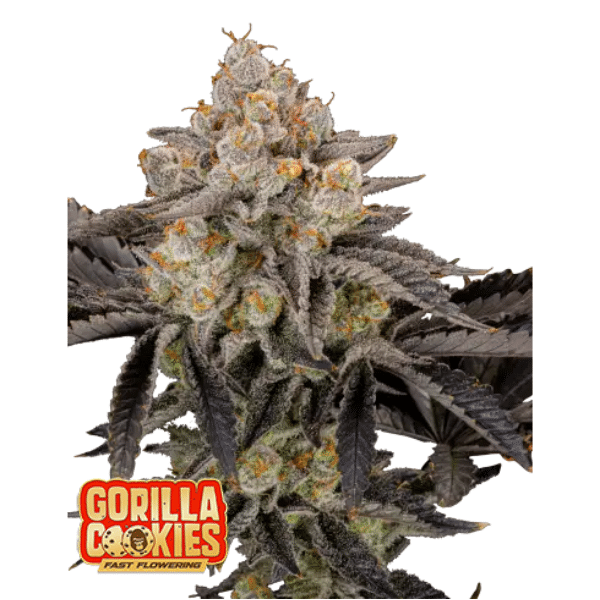 gorilla cookies ff fast buds