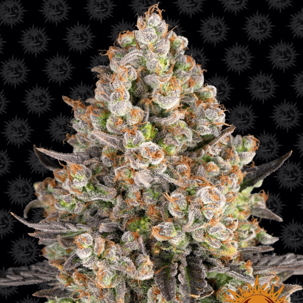 og kush fem barneys farm