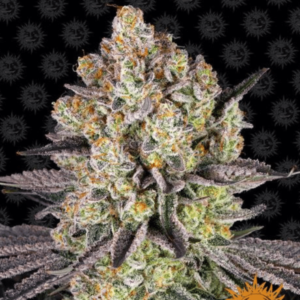 runtz fem barney's farm